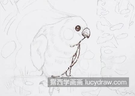 玄凤鹦鹉怎么画？详细的绘画教程是什么？