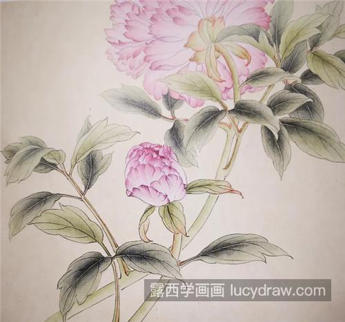 粉色芍药怎么画？有哪些工笔步骤？