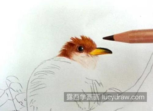 黄色布谷鸟怎么画？如何进行彩铅上色？
