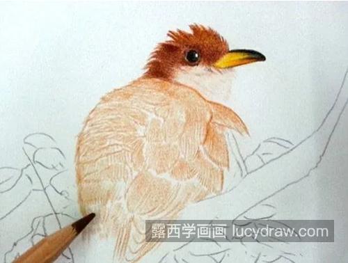 黄色布谷鸟怎么画？如何进行彩铅上色？