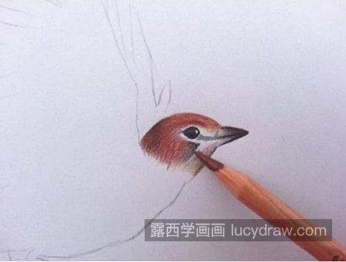 百灵鸟怎么画？彩铅绘画流程是什么？