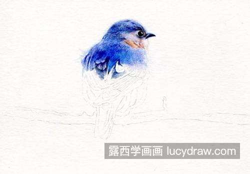 蓝色鸟儿怎么画？详细的绘画过程有哪些？