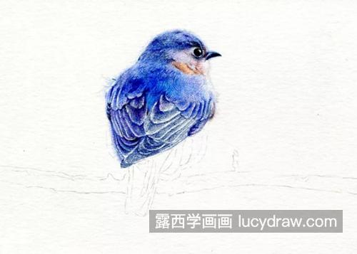 蓝色鸟儿怎么画？详细的绘画过程有哪些？