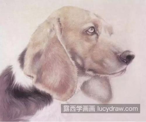 比格犬怎么画？狗狗的绘画特点是什么？