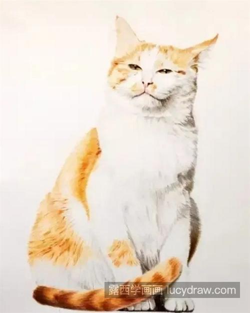 橘猫怎么画？如何表达猫咪的慵懒形象？