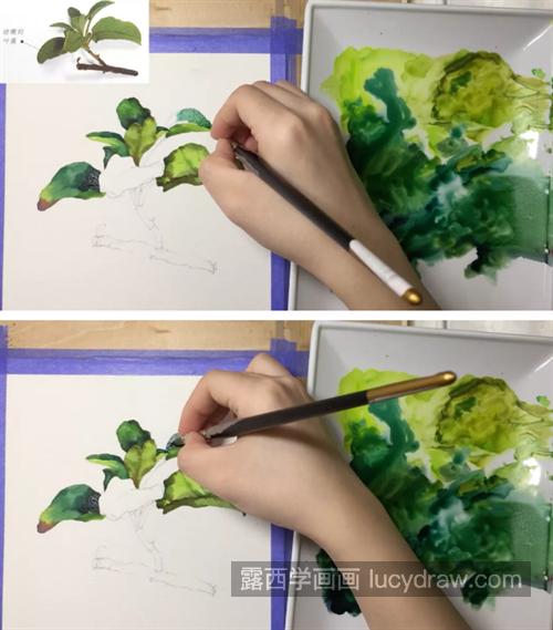 鼠尾草怎么画？详细的绘画流程是什么？