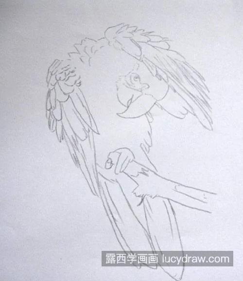 金刚鹦鹉简笔画步骤图片