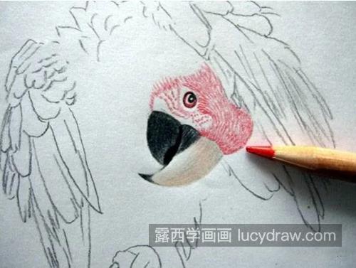 金刚鹦鹉怎么画？有哪些绘画步骤？