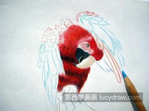 金刚鹦鹉怎么画？有哪些绘画步骤？