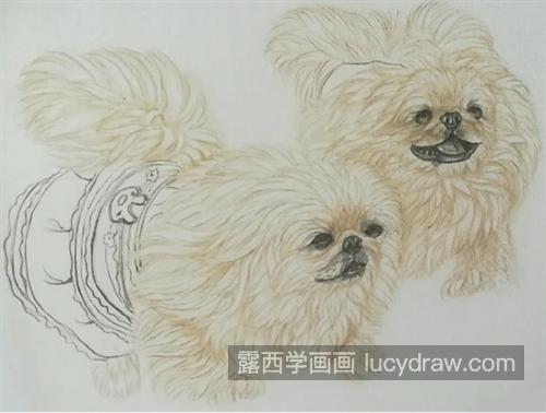 北京犬怎么画？京巴狗的图文步骤有哪些？
