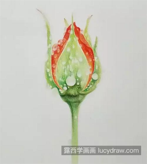 带雨滴的玫瑰花怎么画？绘画过程是什么？