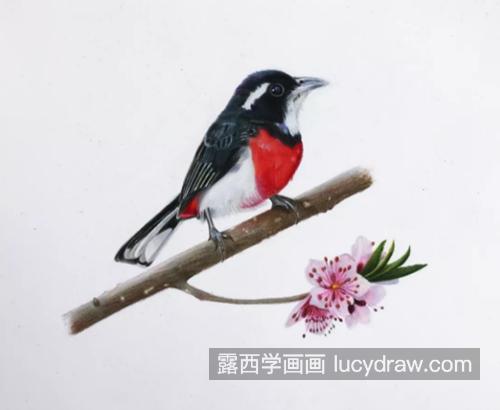 春天里的小鸟怎么画？有哪些详细的绘画步骤？