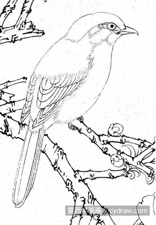 棕背伯劳鸟怎么画？详细的画法是什么？