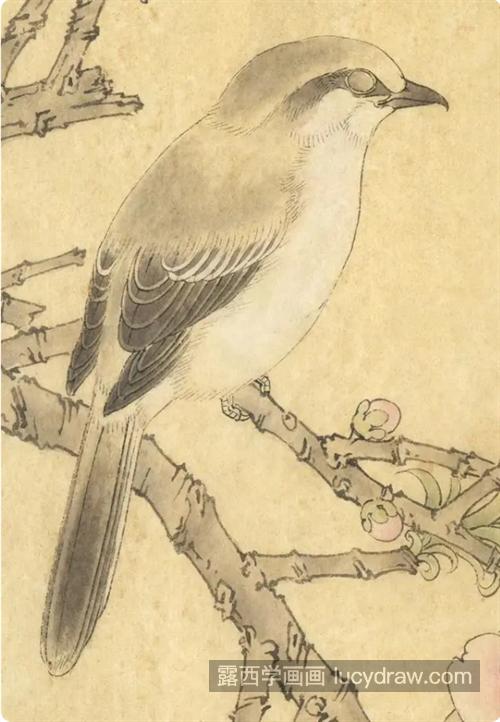 棕背伯劳鸟怎么画？详细的画法是什么？
