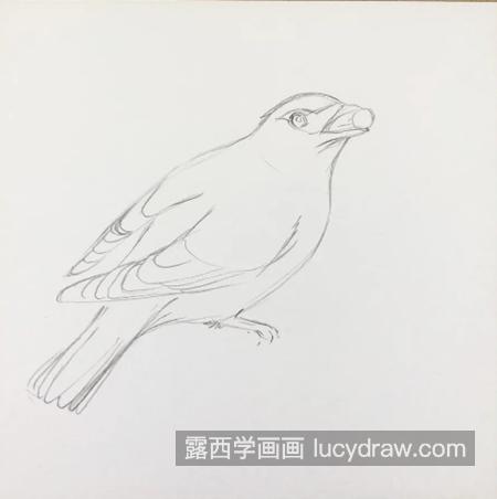 十二黄怎么画？太平鸟的简笔画步骤有几步？