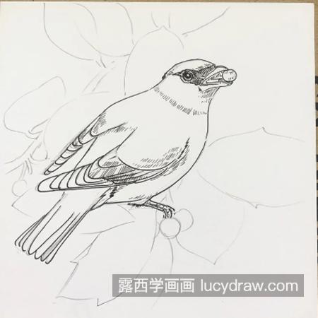 十二黄怎么画？太平鸟的简笔画步骤有几步？