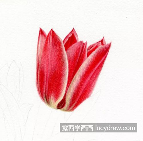 盆栽郁金香怎么画？详细的绘画过程是什么？