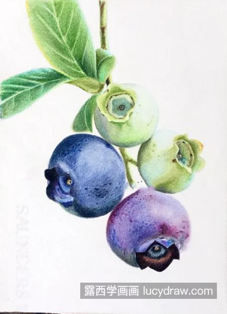 蓝莓怎么画？详细的绘画步骤有哪些？