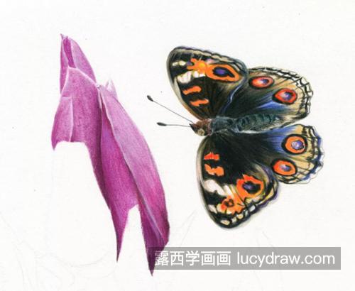 紫玉兰和蝴蝶怎么画？有哪些绘画步骤？