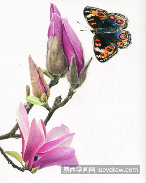 紫玉兰和蝴蝶怎么画？有哪些绘画步骤？