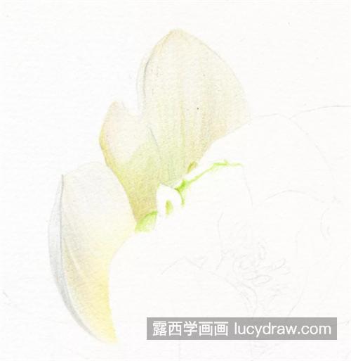 白莲花怎么画？浅色物体如何表现？