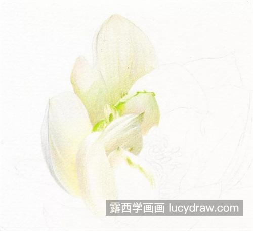 白莲花怎么画？浅色物体如何表现？