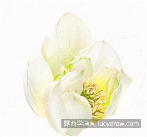 白莲花怎么画？浅色物体如何表现？