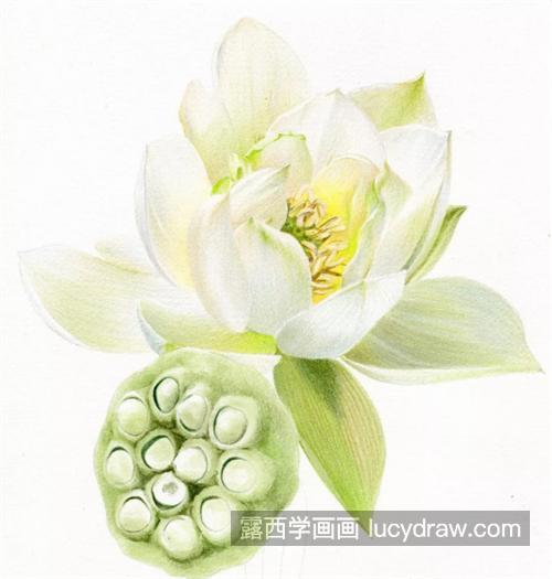 白莲花怎么画？浅色物体如何表现？