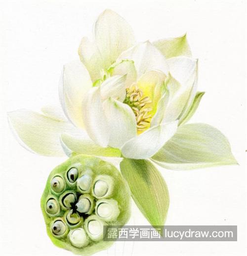 白莲花怎么画？浅色物体如何表现？