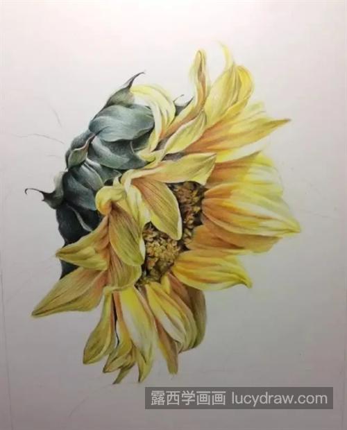 向日葵怎么画？彩铅绘画技法是什么？