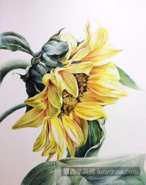 向日葵怎么画？彩铅绘画技法是什么？