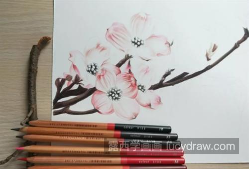 山茱萸花怎么画？简单的彩铅绘画过程是什么？