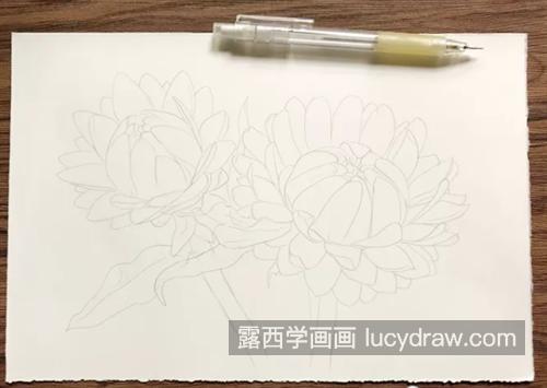 蜡菊怎么画？详细的彩铅画法是什么？