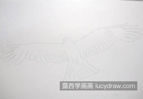 展翅的老鹰怎么画？绘画流程是什么？