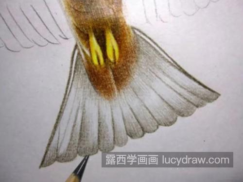 展翅的老鹰怎么画？绘画流程是什么？
