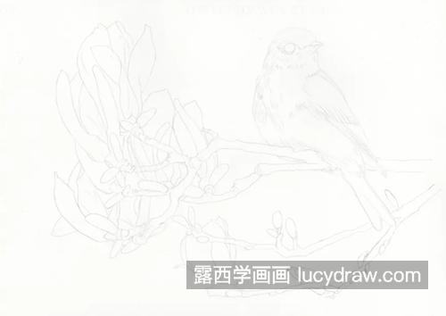 紫玉兰和小鸟怎么画？有哪些彩铅绘画步骤？