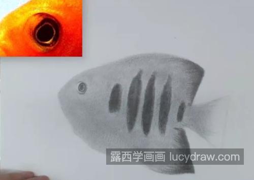 热带鱼怎么画？有哪些绘画步骤？