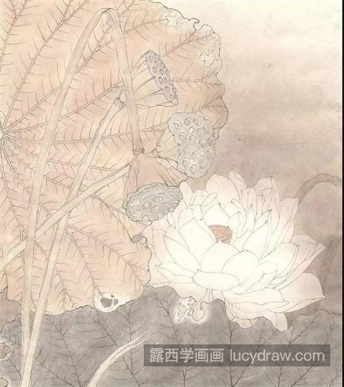 白莲花怎么画？白荷花的绘画过程有哪些？