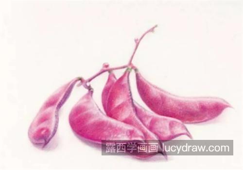 紫扁豆怎么画？有哪些绘画步骤？