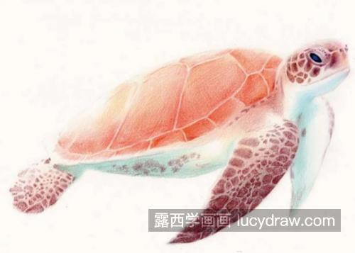 海龟怎么画？绘画步骤有几步？