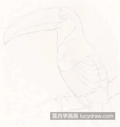 巨嘴鸟怎么画？有哪些绘画步骤？