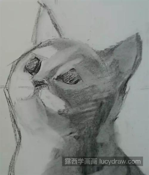 素描猫咪怎么画？有哪些绘画步骤？