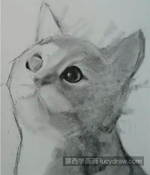 素描猫咪怎么画？有哪些绘画步骤？