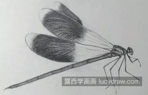 蜻蜓怎么画？素描绘画步骤分享