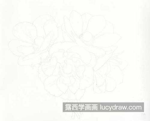 银莲花花束怎么画？绘画步骤有几步？