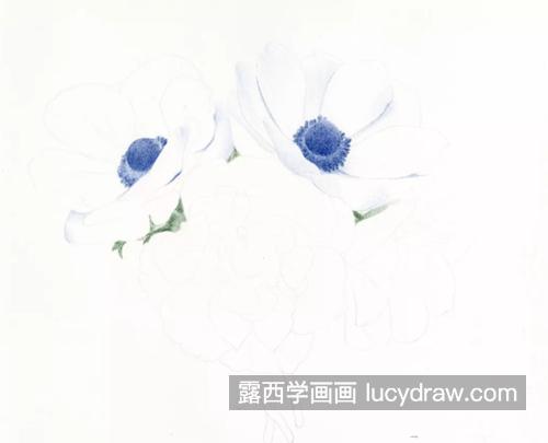 银莲花花束怎么画？绘画步骤有几步？