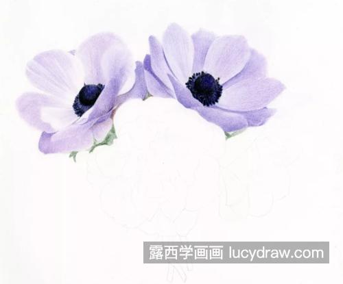 银莲花花束怎么画？绘画步骤有几步？