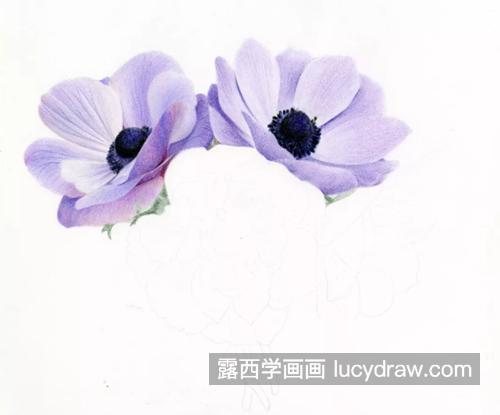 银莲花花束怎么画？绘画步骤有几步？