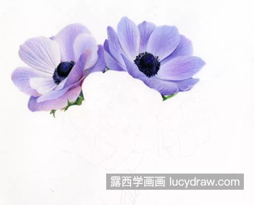 银莲花花束怎么画？绘画步骤有几步？