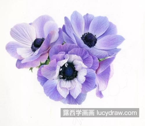 银莲花花束怎么画？绘画步骤有几步？